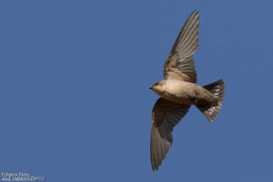 Rock Martinadult, Flight