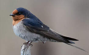 Welcome Swallow