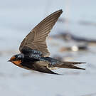 Hirondelle messagère