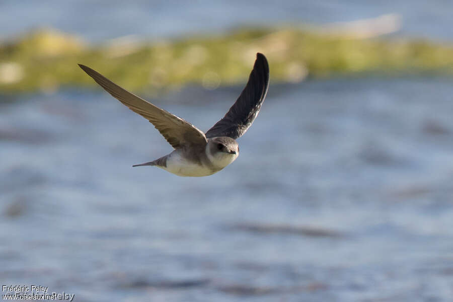 Hirondelle pâleadulte, identification