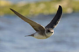 Pale Martin