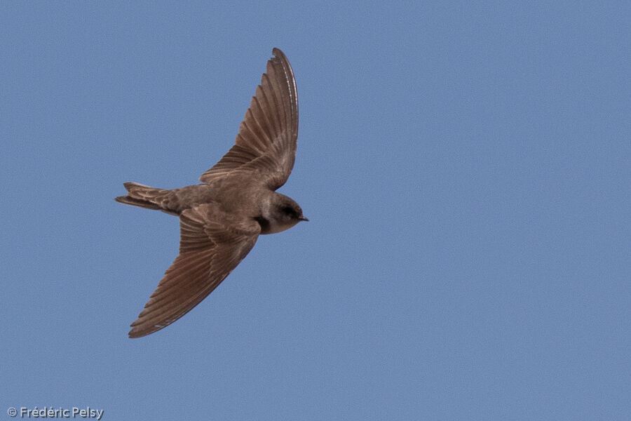 Pale Martin, Flight