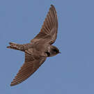 Hirondelle pâle