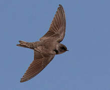 Pale Martin