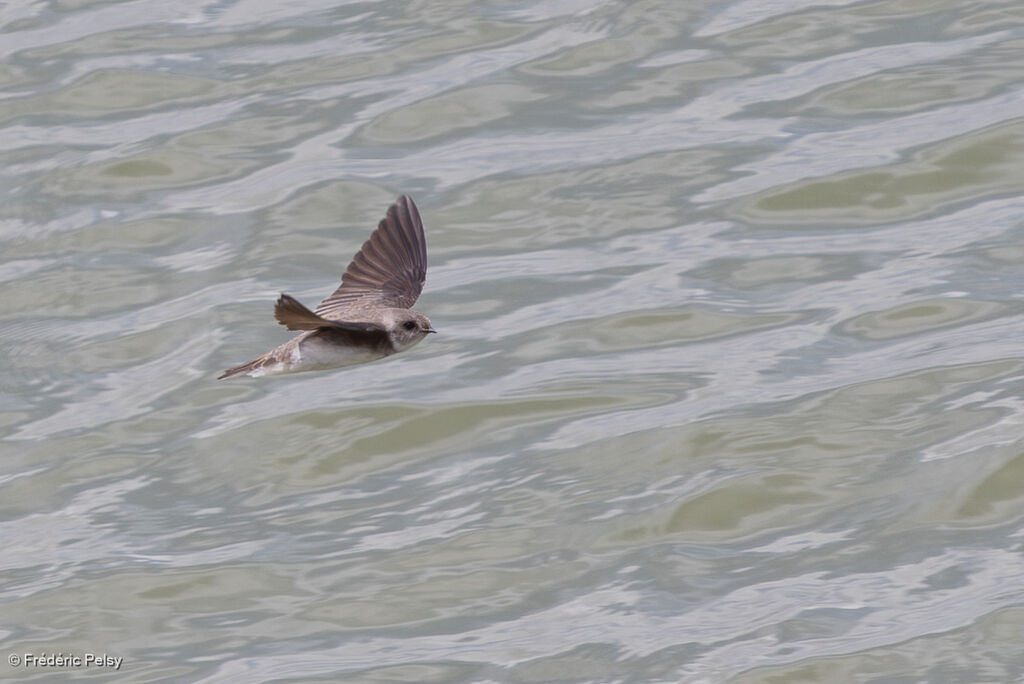 Hirondelle pâle, Vol