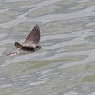 Hirondelle pâle