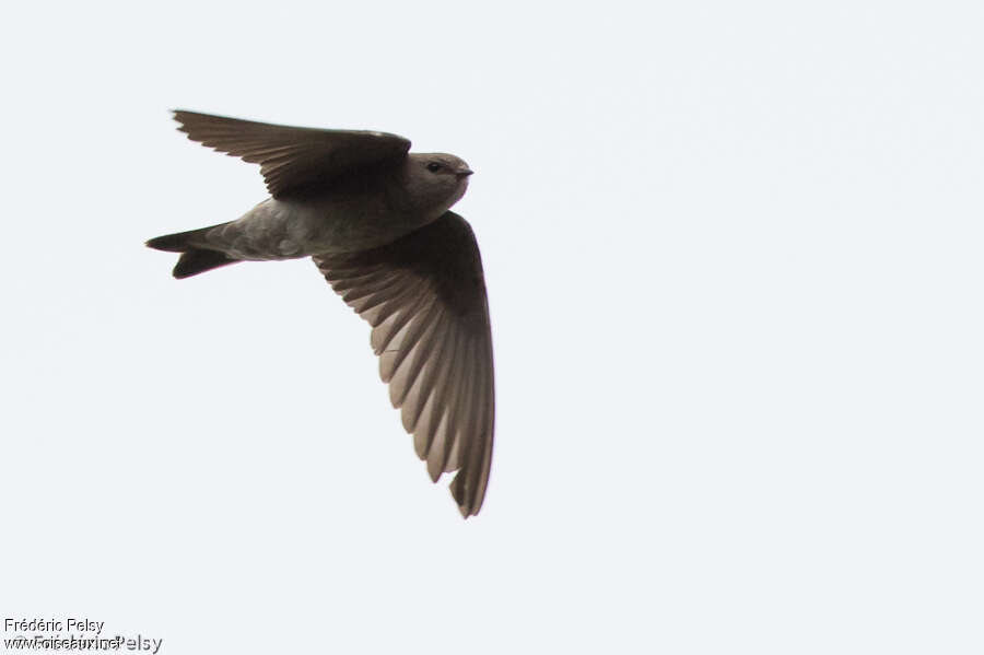 Brown-throated Martinadult, Flight