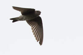 Brown-throated Martin