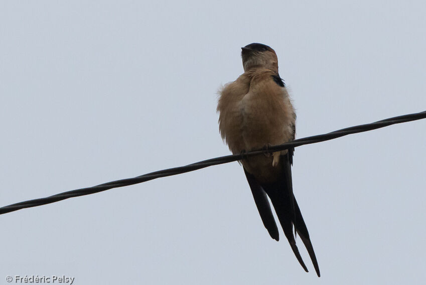Red-rumped Swallowadult
