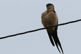 Red-rumped Swallow