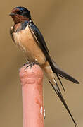 Barn Swallow