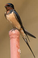 Hirondelle rustique