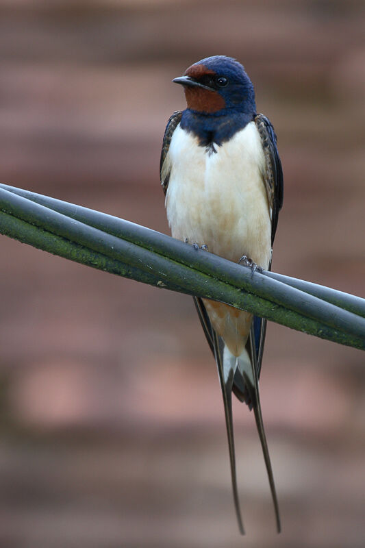 Barn Swallow male adult