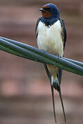 Barn Swallow