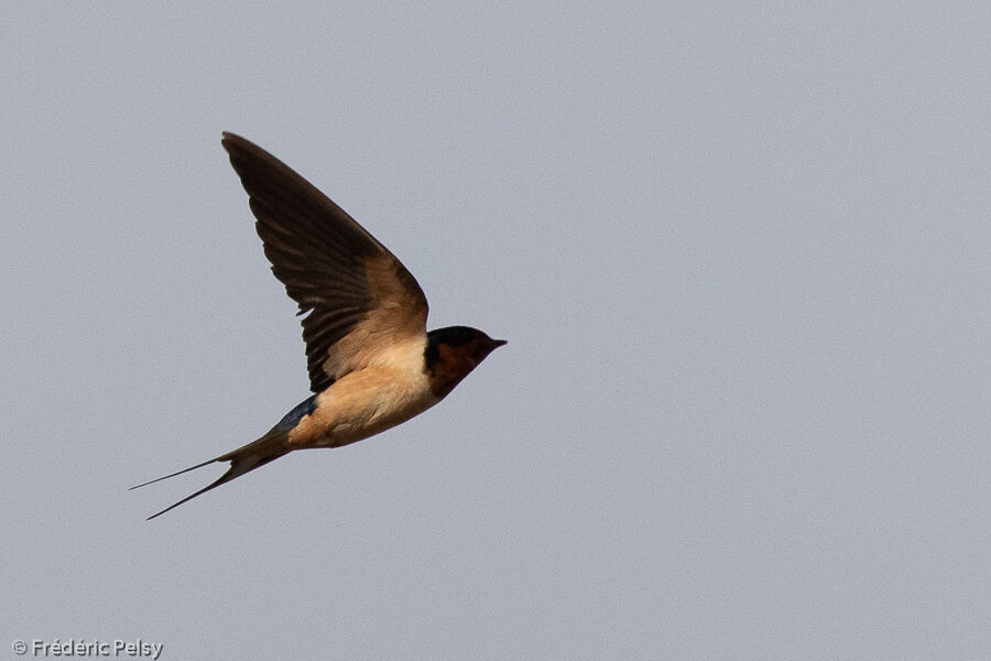 Barn Swallow