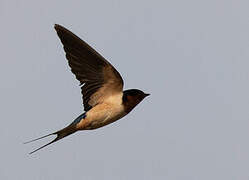 Barn Swallow