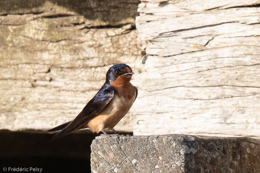 Barn Swallow