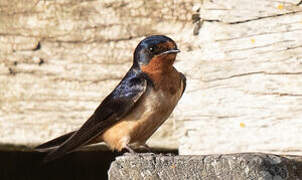 Barn Swallow