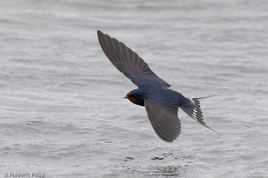 Barn Swallowadult, Flight