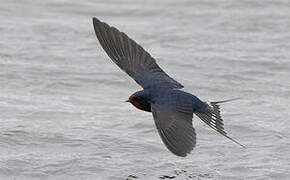 Barn Swallow