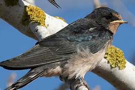 Barn Swallow