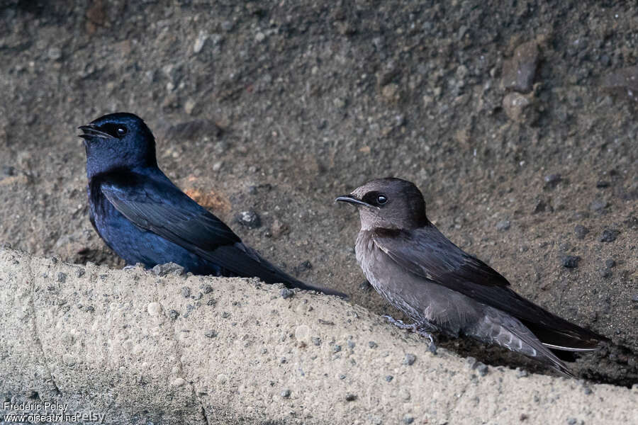 Hirondelle sombreadulte, identification