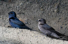 Galapagos Martin