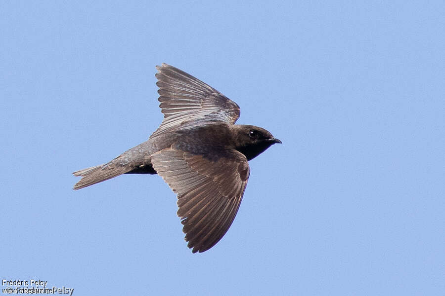 Galapagos Martin female adult, Flight