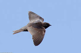 Galapagos Martin