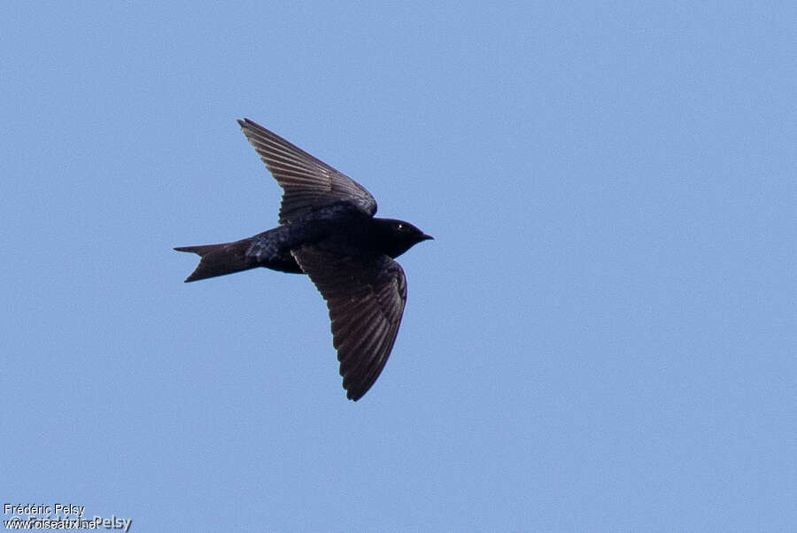 Galapagos Martin male adult, Flight