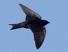 Galapagos Martin