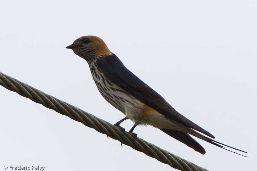 Hirondelle striéeadulte