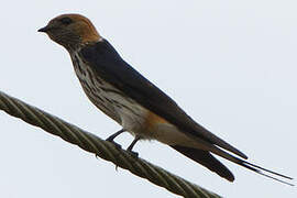 Lesser Striped Swallow