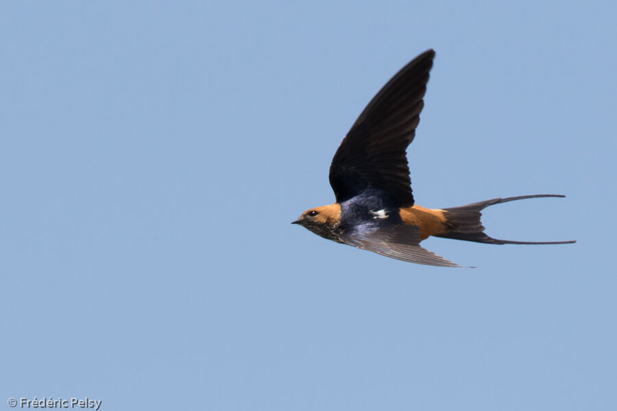 Lesser Striped Swallowadult, Flight