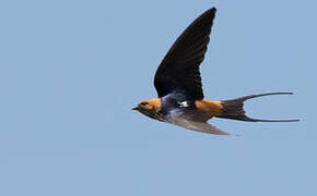 Lesser Striped Swallow