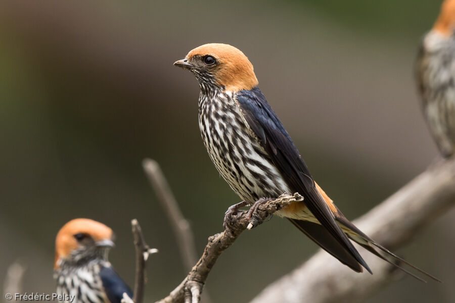 Hirondelle striéeadulte