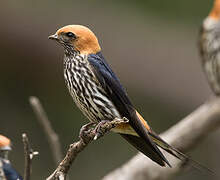 Lesser Striped Swallow