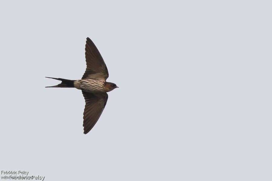 Striated Swallowadult, Flight