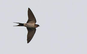 Striated Swallow