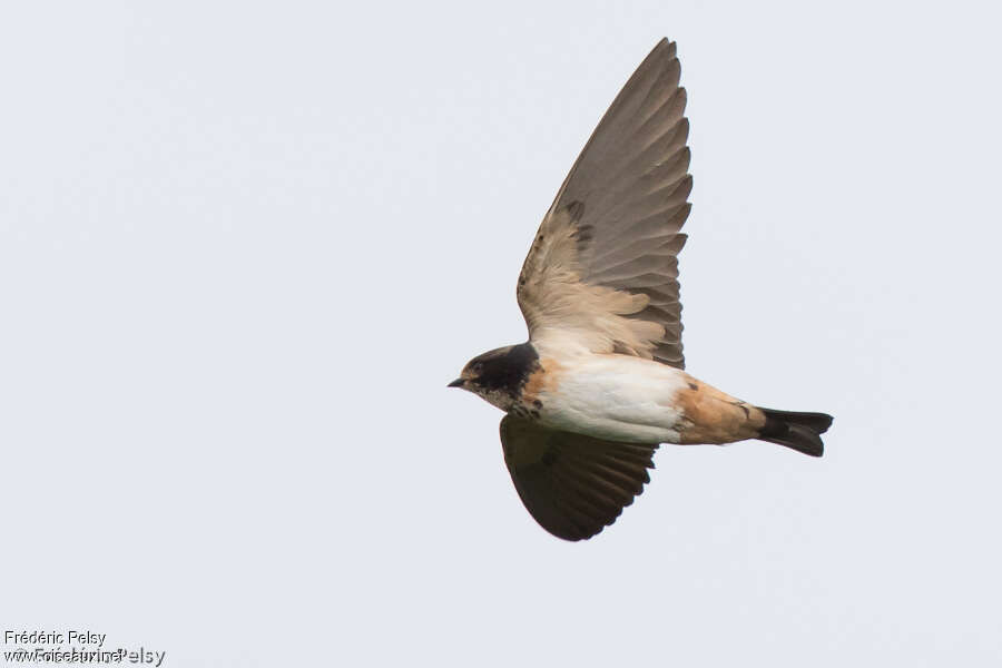 South African Cliff Swallowadult, Flight