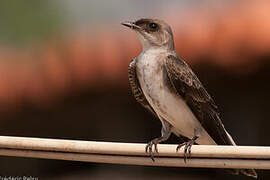 Brown-chested Martin