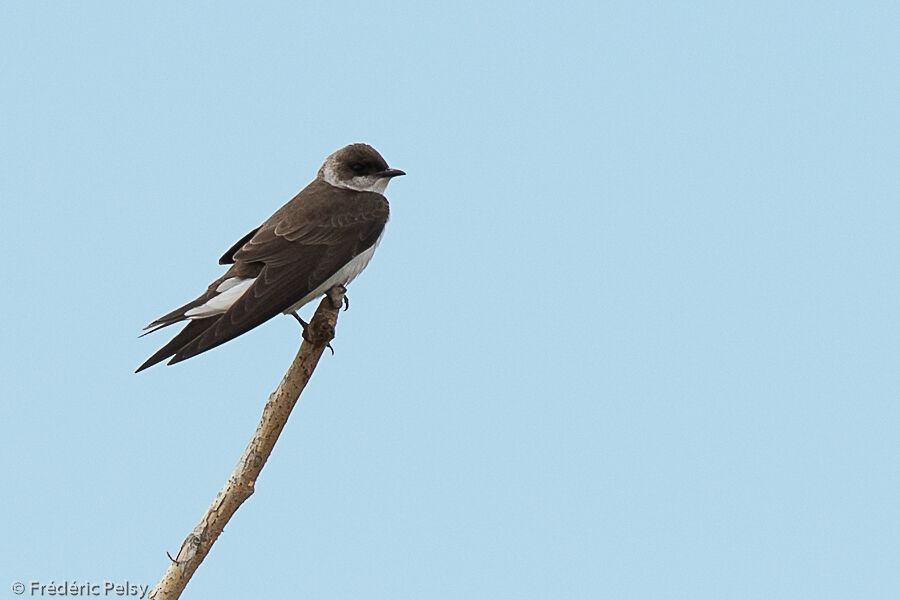 Brown-chested Martin