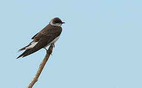 Brown-chested Martin