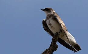 Brown-chested Martin