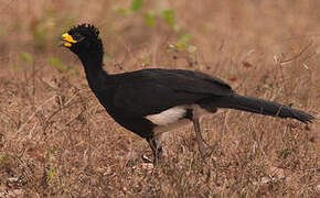 Bare-faced Curassow