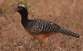 Bare-faced Curassow