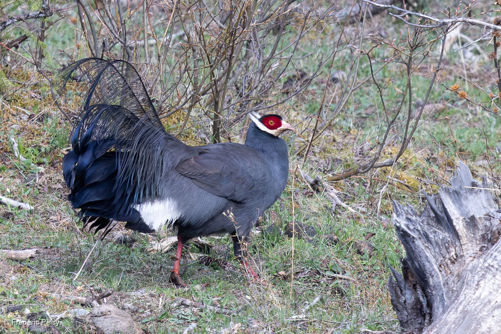 Blue Eared Pheasant