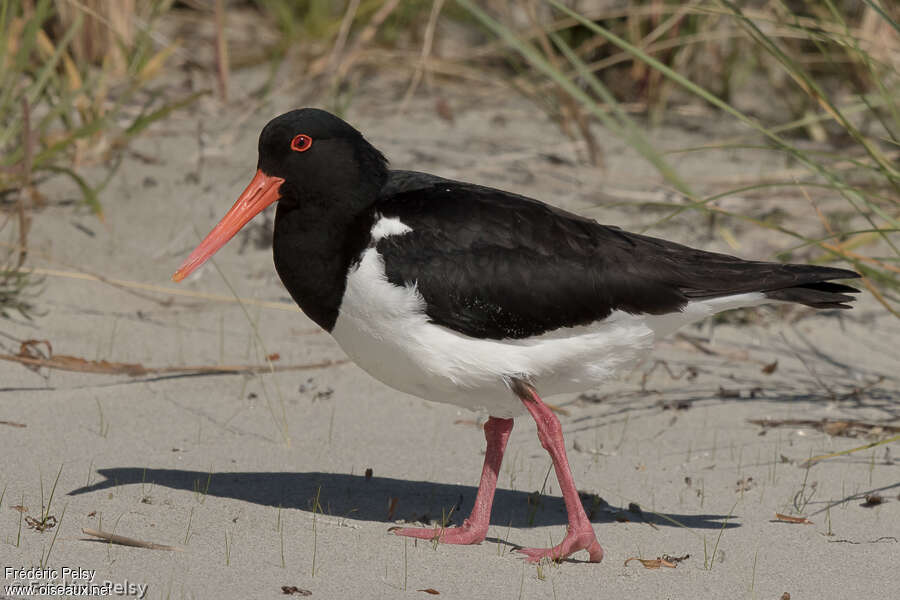 Pied Oystercatcheradult, identification