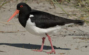 Pied Oystercatcher