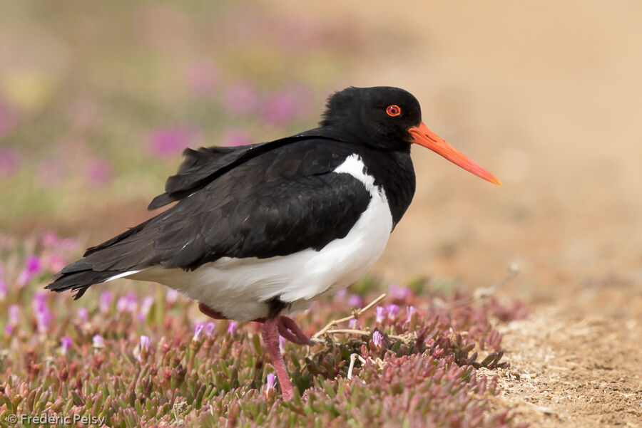 Pied Oystercatcher